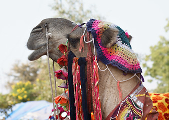 Image showing adorned camel portrait