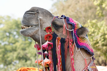 Image showing adorned camel portrait