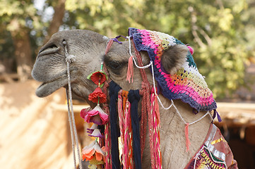 Image showing adorned camel portrait