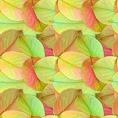 Image showing Seamless background of autumn leafs