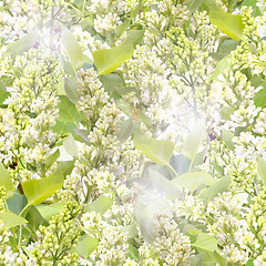 Image showing Seamless pattern of white lilac
