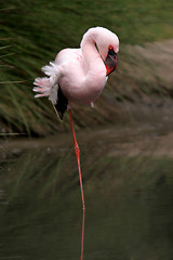 Image showing beautiful flamingo portrait