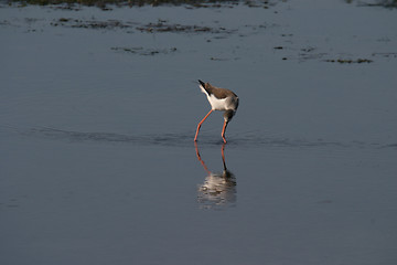 Image showing water bird (himantopus himantopus), nature animal photo