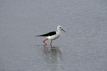 Image showing water bird (himantopus himantopus), nature animal photo