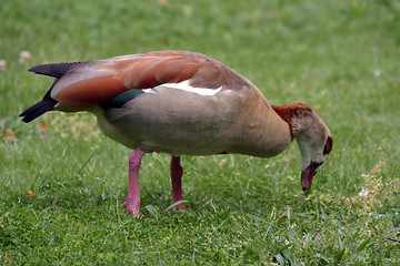 Image showing beautiful duck in a lake, nature animal photo