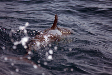 Image showing beautiful dolphins in the ocean