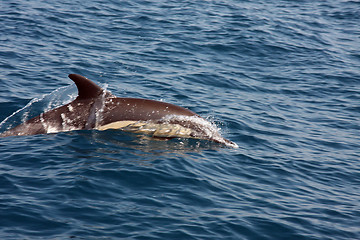 Image showing beautiful dolphins in the ocean