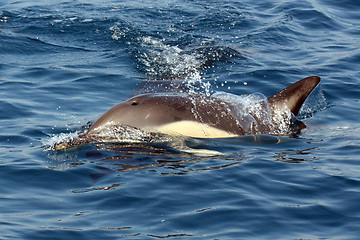 Image showing beautiful dolphins in the ocean