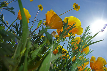 Image showing beautiful tulips, beautiful flowers