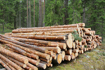 Image showing Pine Logs in Green Forest