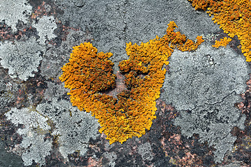 Image showing Xanthoria parietina lichen (Common orange lichen) on granite wall