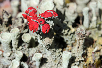 Image showing Close up of Cladonia pleurota Cup lichen