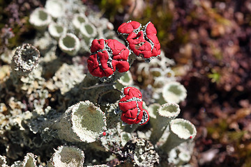 Image showing Cladonia pleurota Cup lichens