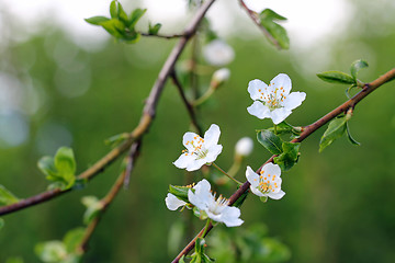 Image showing White Plum tree flowers with bokeh