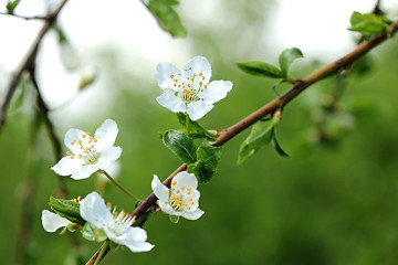 Image showing White Plum tree flowers