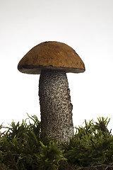 Image showing mushroom