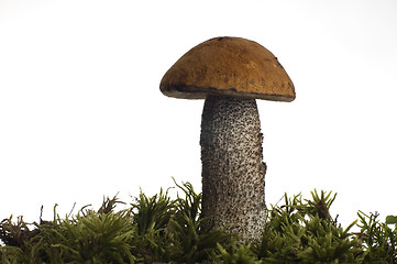 Image showing mushroom