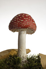 Image showing red mushroom