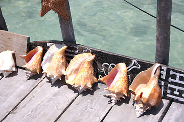 Image showing Seashells on Pier