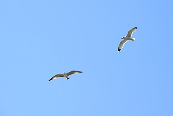 Image showing Two Seagulls in Flight