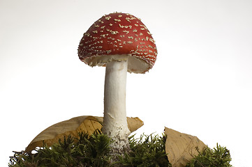 Image showing red mushroom