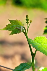 Image showing Young Grapes