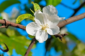 Image showing Apple Trees Flower