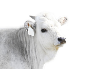 Image showing Hungarian grey cattle