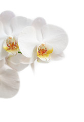 Image showing phalaenopsis flower