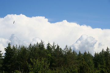 Image showing Sky, clouds, forest