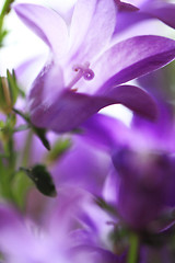 Image showing Campanula Bellflowers