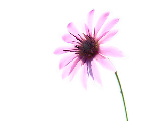 Image showing Anemone nemorosa