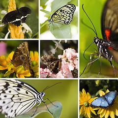 Image showing Butterfly Collage