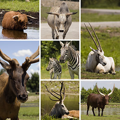 Image showing Animals Collage