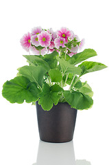 Image showing Beautiful pink primrose flowers