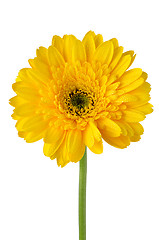 Image showing Yellow gerbera daisy flower