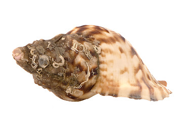 Image showing Sea shell