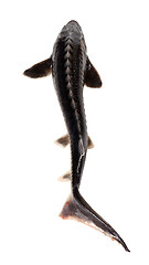 Image showing Fresh sterlet fish