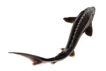 Image showing Sterlet fish