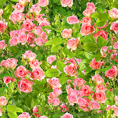 Image showing Background of branches with pink roses flowers