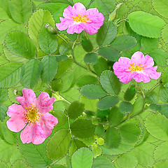 Image showing Seamless pattern of pink dog-rose flowers