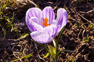 Image showing macro closeup crocus saffron first spring flower 