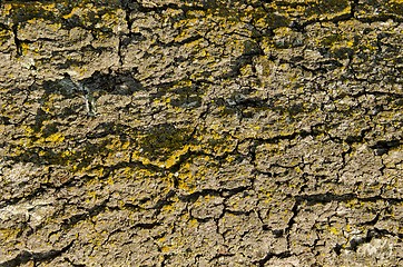 Image showing Trunk closeup. 