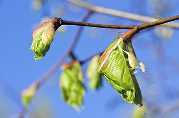 Image showing macro small spider on linden tree leaves in spring 