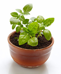 Image showing basil plant