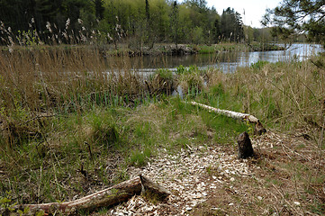 Image showing The Traces of Beavers 