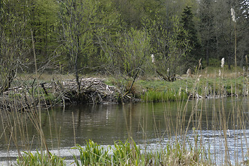 Image showing  Beaver's Lodge 