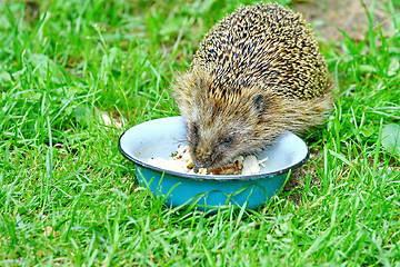 Image showing  Wild Hedgehog 