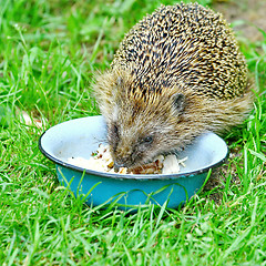 Image showing  Wild Hedgehog 