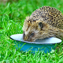 Image showing  Wild Hedgehog 